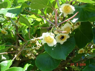 Lers fleurs du mâle