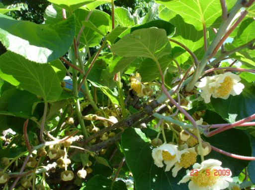 Lers fleurs femelles